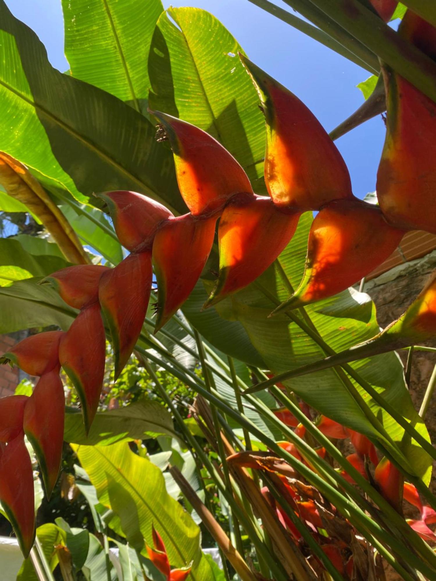 Tropicalia Hostel E Pousada Itacaré Kültér fotó